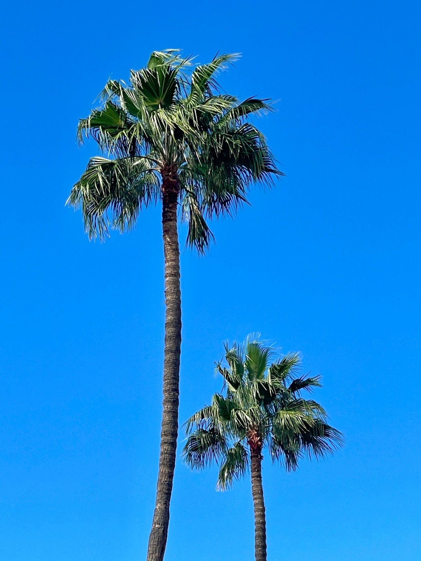 Photo print "Palm trees of California"